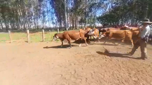 Lote 45 Vacas de invernar