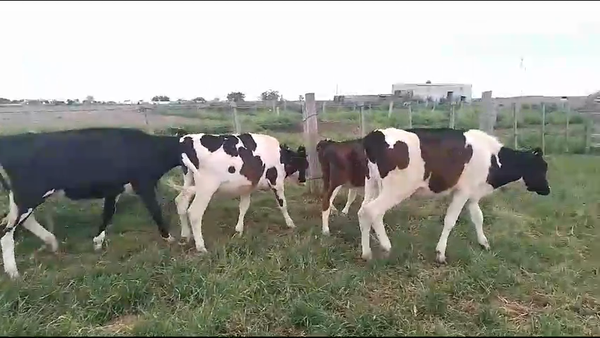 Lote 4 Terneros Holando 170kg -  en Pavon