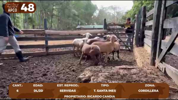 Lote LOTE 48 -POR PANTALLA