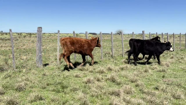 Lote VAQUILLONAS 1a2 AÑOS