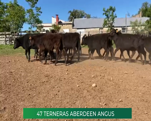 Lote 47 Terneras AA