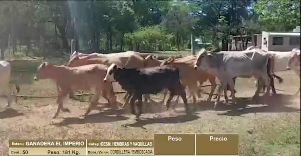 Lote LOTE 8 -  50 VAQUILLAS - DESMAMANTES HEMBRAS