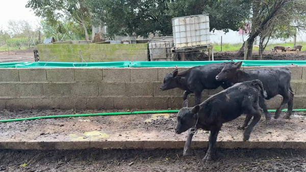 Lote TERNEROS Y TERNERAS