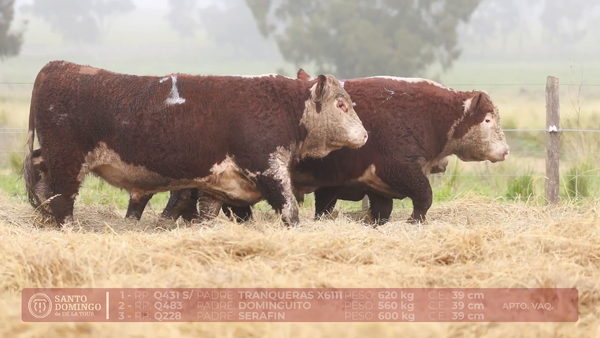 Lote ORDEN 21 TOROS DE LOTES