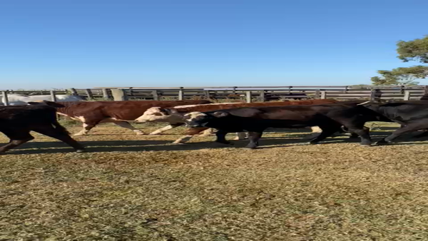 Lote 30 Terneros en Daireaux, Buenos Aires