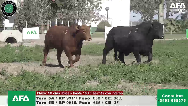 Lote """EL MATACO"" Toros"