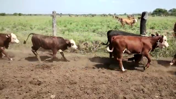 Lote 55 Novillitos y vaquillonas Braford y sus cruzas en Lanteri, Santa Fe