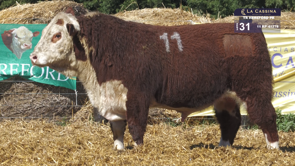 11 41278 — TOROS HEREFORD PURO REGISTRADOS