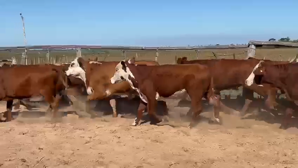 Lote 19 Novillos en Corrientes, Tatacua