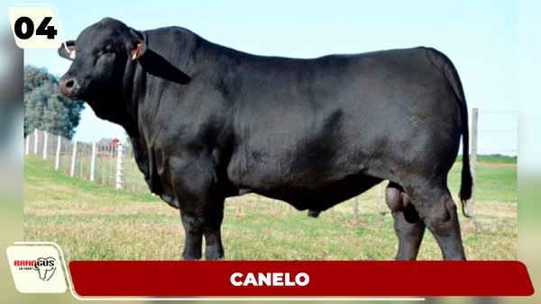 Lote LOTE 4