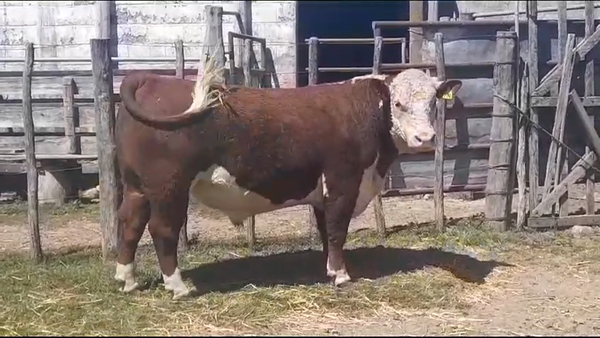 Lote TORO PI - RP 271