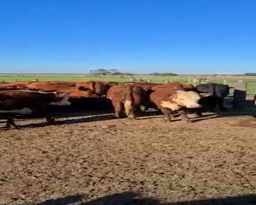 Lote 120 Novillos en Ceibas, Entre Ríos