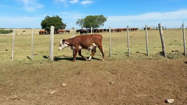 Lote NOVILLOS 1 a 2 AÑOS