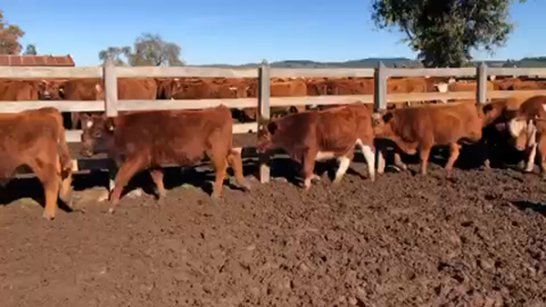 Lote 55 Ternero en XVI Región Ñuble, San Carlos