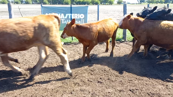 Lote 40 TM /TH BOLIVAR