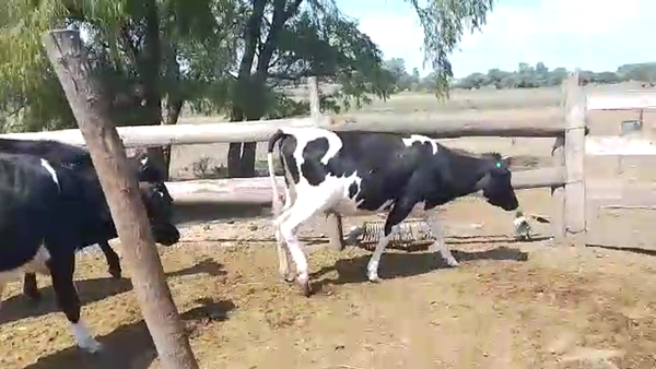 Lote 3 Vaquillonas  Holando en Col Fernandez Crespo