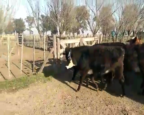 Lote 14 Vaquillonas P/ entorar en Cañuelas, Buenos Aires