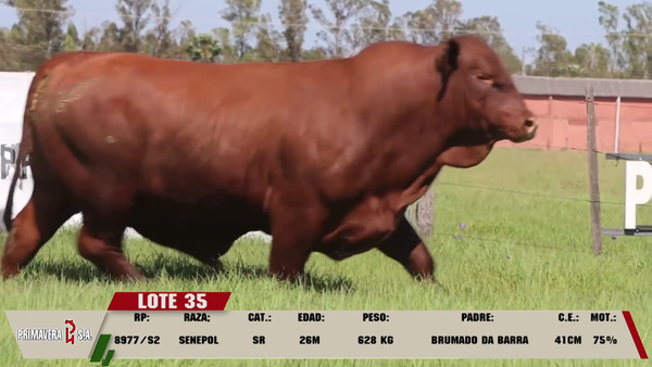 Lote LOTE 35