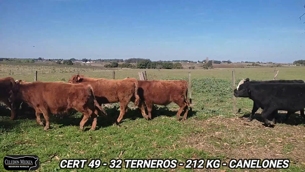 Lote 32 Terneras en Canelón Chico, Canelones
