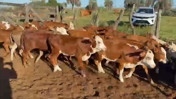 Lote 320 Terneros/as