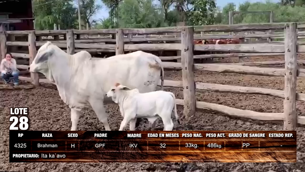 Lote Brahman