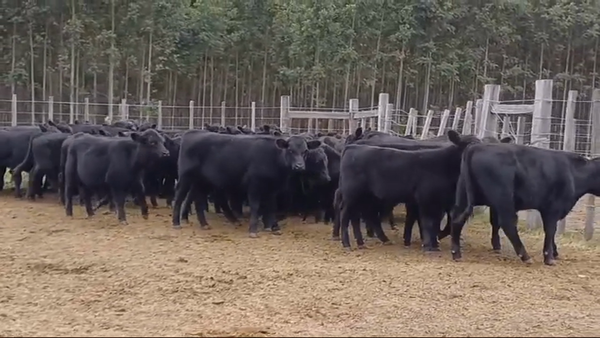 Lote 66 Terneros ANGUS 165kg -  en PARADA OLIVERA