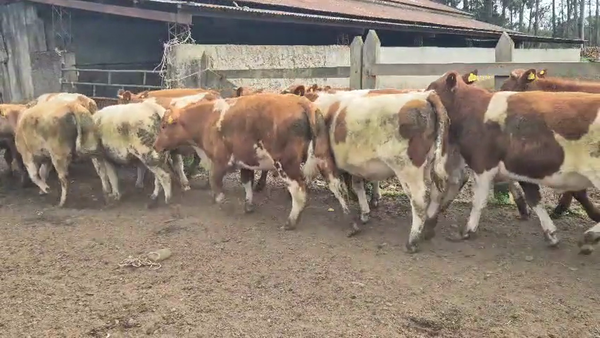Lote 55 Novillo Engorda en Vilcún, IX Región Araucanía
