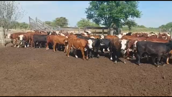 Lote 70 Terneros/as en Curuzú-Cuatiá, Corrientes