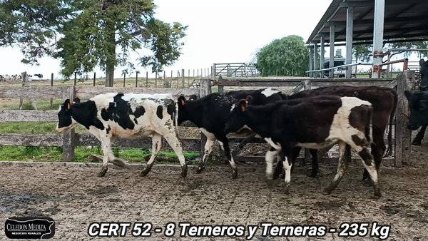 Lote 8 Terneros y Terneras en Colonia