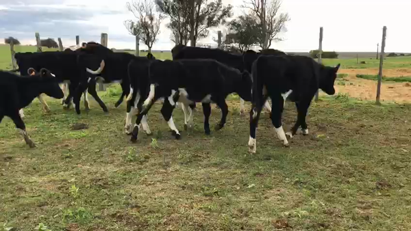 Lote 11 terneros holando