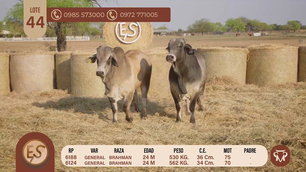 Lote TOROS BRAHMAN 24 MESES