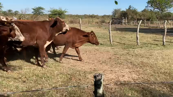Lote 48 Novillos en Mercedes, Corrientes