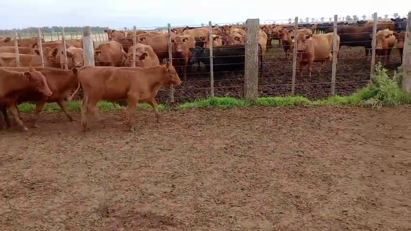 Lote 34 Terneros/as