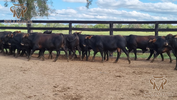 Lote Terneros Cbo 2