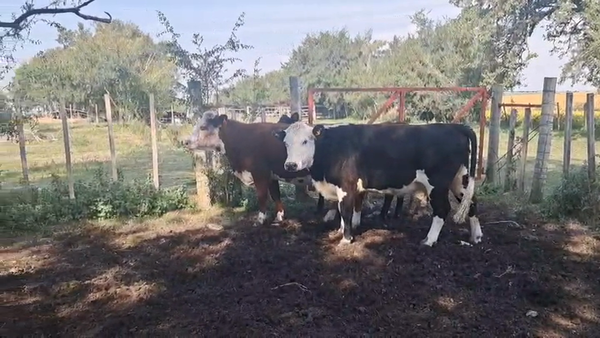 Lote VACAS GORDAS