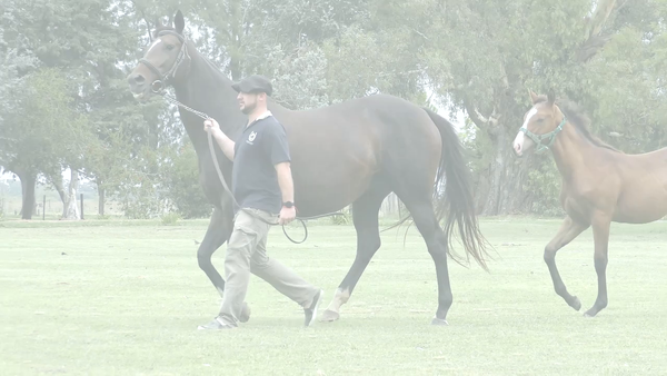 Lote AMAIKE (ROMAN RULER - AICEGA ) Con Cria de SEÑOR CANDY