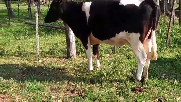 Lote Vacas de Invernada HOLANDO 600kg - , San José