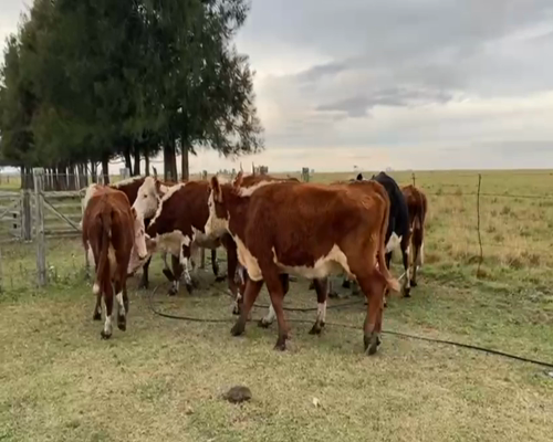 Lote VACAS DE INVERNADA
