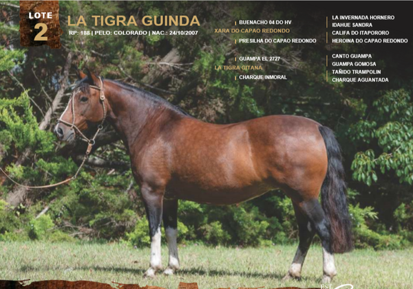Lote LA TIGRA GUINDA