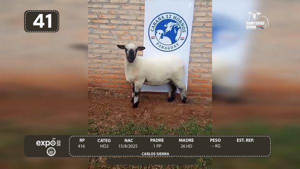 Lote LOTE 41 - CAMPO