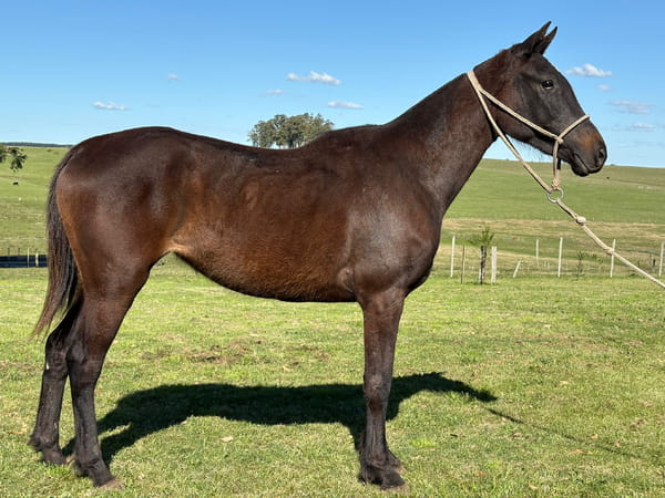Lote LC SOÑADORA 437