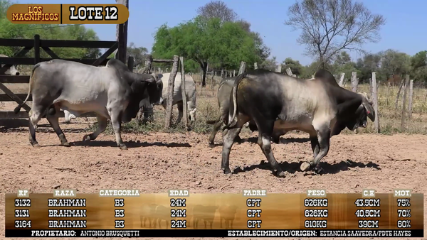 Lote LOTE 12- POR PANTALLA