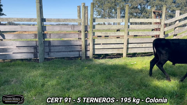 Lote 5 Terneros en Colonia