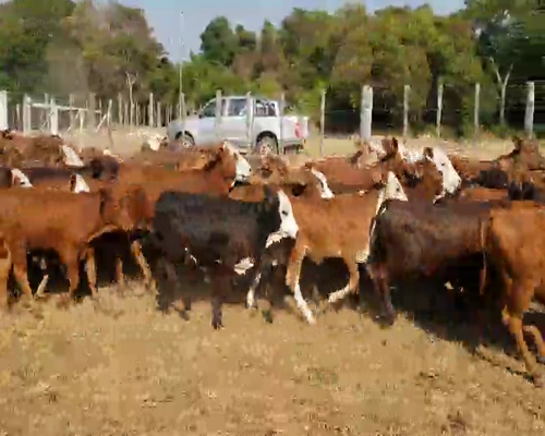 Lote 85 Terneros/as en Lomas de Vallejos, Corrientes