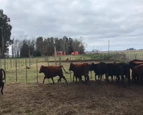 Lote 80 terneros/as -Bragado Pcia Bs As