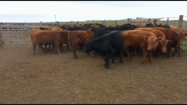 Lote 60 Terneros en San Salvador, Entre Ríos