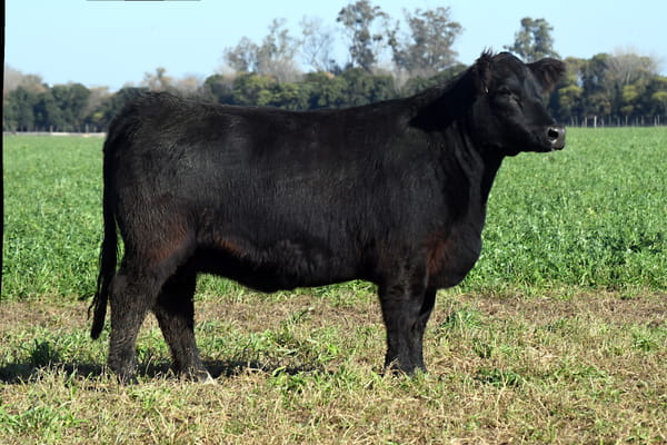 Lote RP 17648 y RP 17683 - VAQUILLONAS ELECCIÓN PP