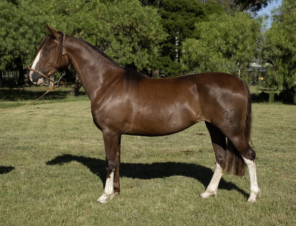 Lote PROMESA DEL PORRÚA