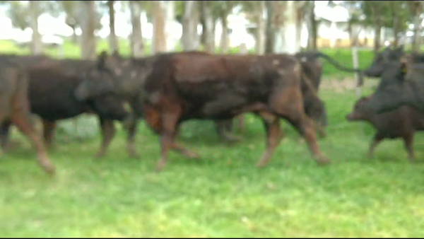 Lote 26 Vacas nuevas C/ cria en Cañuelas, Buenos Aires