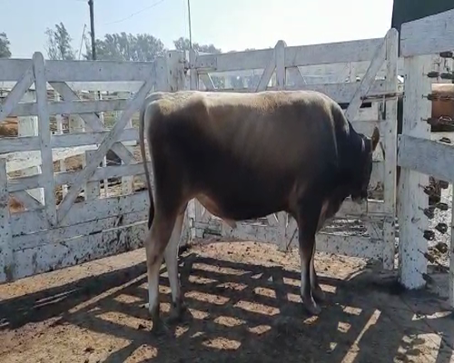 Lote TORO JERSEY RP 560 LA LILIA